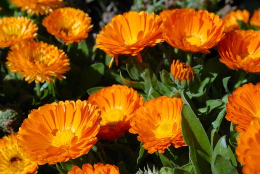 Bloomed field of orange flowers. Close-up shot. Nature background