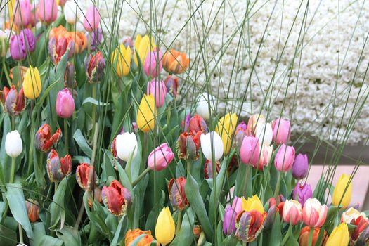 A flower arrangement made from tulips in different colors