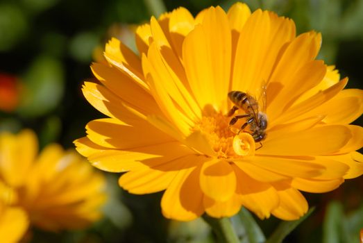 Bee on a orange flower. Close-up shot. 