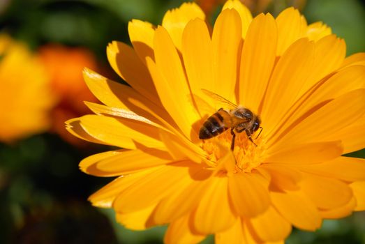 Yellow Flower and pollinating Bee. Macro shot. 