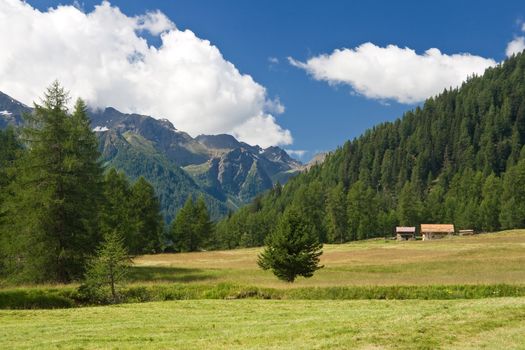 summer view of Pejo valley in Trentino, Italy