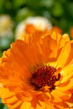 Orange flower. Closeup picture