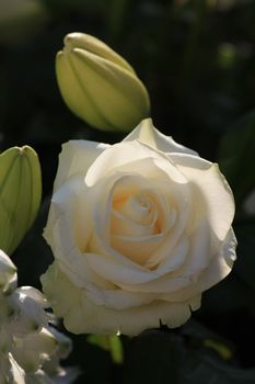 A single white rose in the sunlight