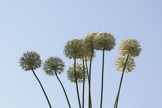 White flowers and a clear blue sky