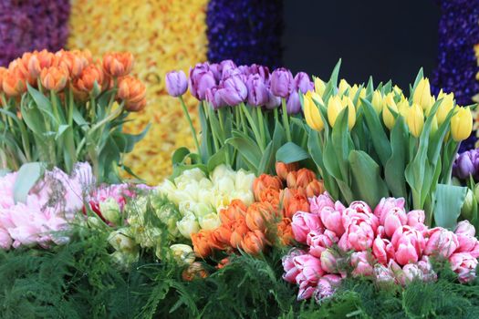 purple, orange, white and yellow tulips