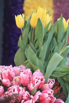 yellow and pink tulips on a floral exhibition 