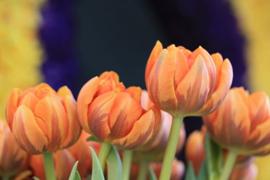 big orange tulips on a flower exhibition 