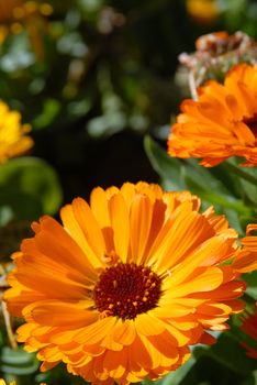 Orange flowers. Close-up shot