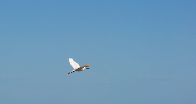 Sea Gull Flying on Blue Sky Background