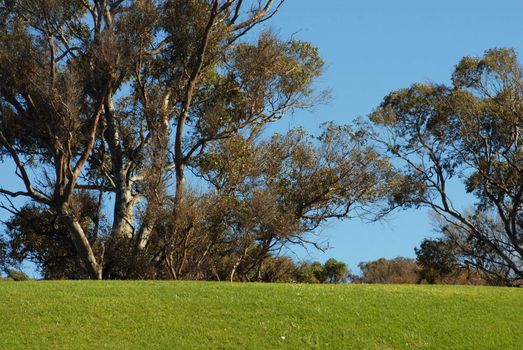 Trees and green grass. Blue sky background