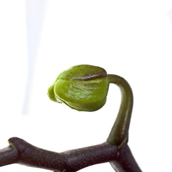 Green sprout isolated on a white background