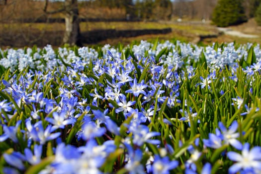 Blue spring flowers in the garden