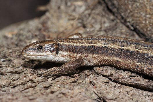 Close-up - detail - of the lizard