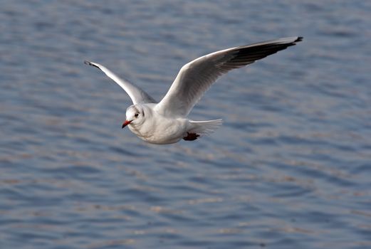 Shot of the flying gull - laughing gull