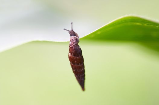 Little snail on the leaf of grass.