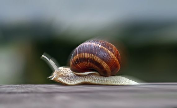 Detail of the speeding snail - image altered