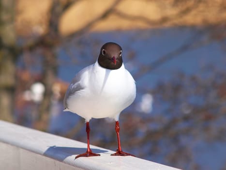 Hooded seagull walking on a white fence, blue sea in the background