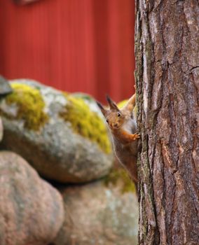 Squirrel on a tree stem, watching out for predators