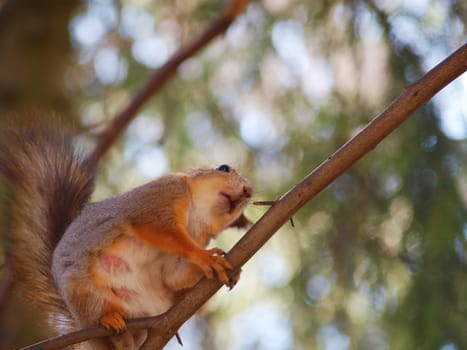 Squirrel on a tree stem, watching out for predators