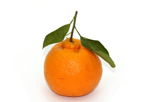 Fresh fruit - tangerine