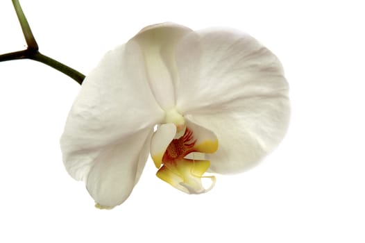 Close-up of orchid. The orchid is taken on a white background.