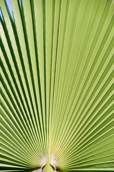 Palm leaf. Taken on a sunny day.