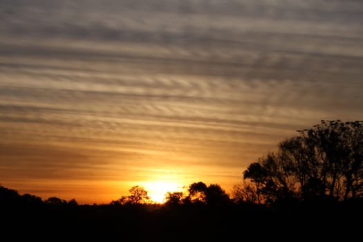 Sunset behind the trees