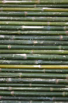 Bamboo background