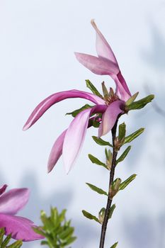 Summer flowers against a bright background