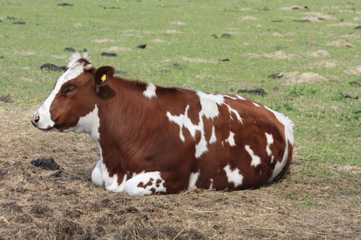 A brown and white cow, lying in the grass