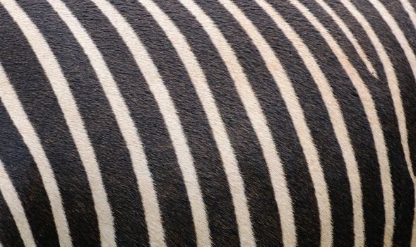 Zebra skin
