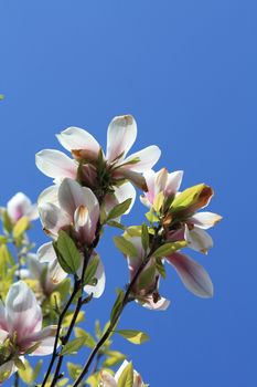 A magnolia or tulip three and a clear blue sky