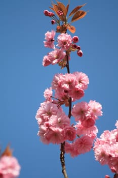 A branch with pink blossom and a clear blue sky