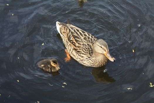 A mother duck and a small duckling