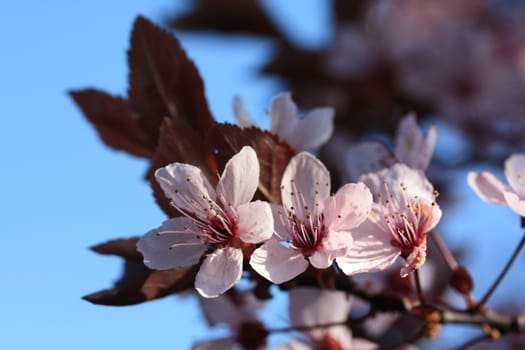 pink blossom on a tree, close up