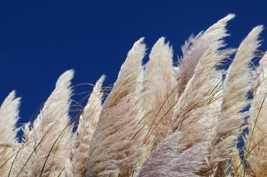 Cattail
