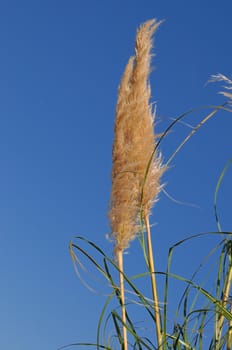 Cattails