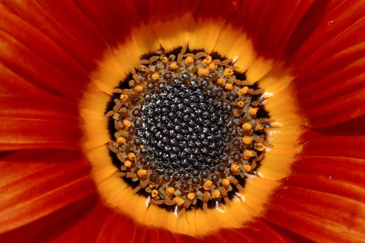 Red daisy core