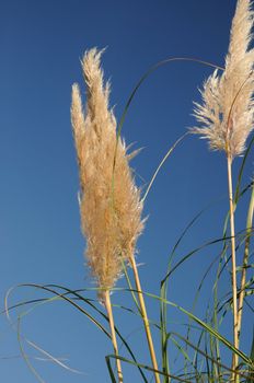 Cattails