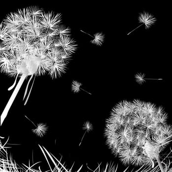 Dandelions and grass over dark background