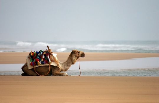 camel sitting on the sandy beach. Morocco