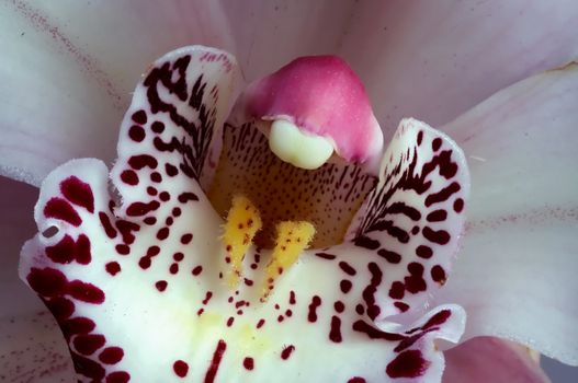 Detail of the bloom of orchid.