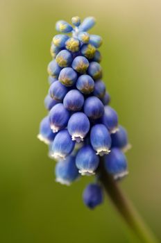 Detail (close-up) of the grape hyacint