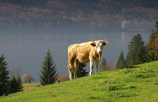 A lone cow on a hilltop meadow on a summer day
