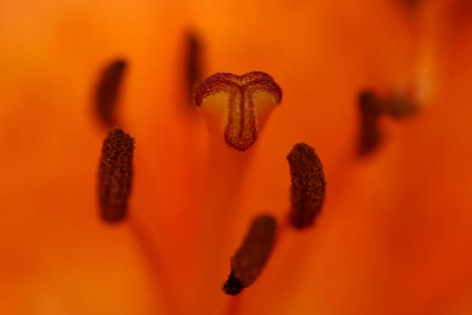 Close-up of the bloom of lily (detail of the carpel and anthers).