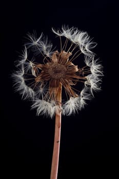 Isolated dandelion on the black background.