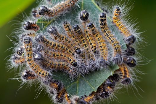 The palmers of the buff-tip on the leaf.