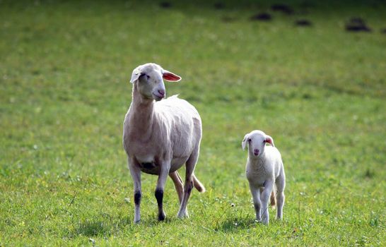 Mother sheep and lamb looking very curiously at camera
