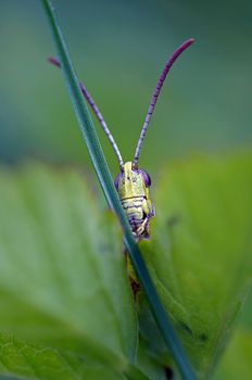 Grasshopper hidden behidn the blade of grass.