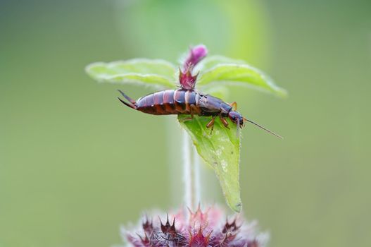 Detail (close-up) of the earwig.